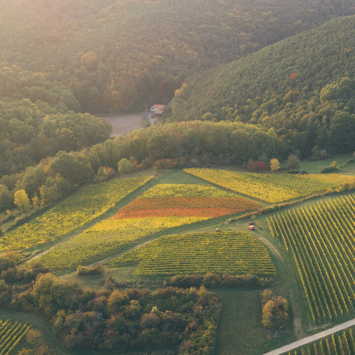 Wingert im Herbst | © Maison Südpfalz
