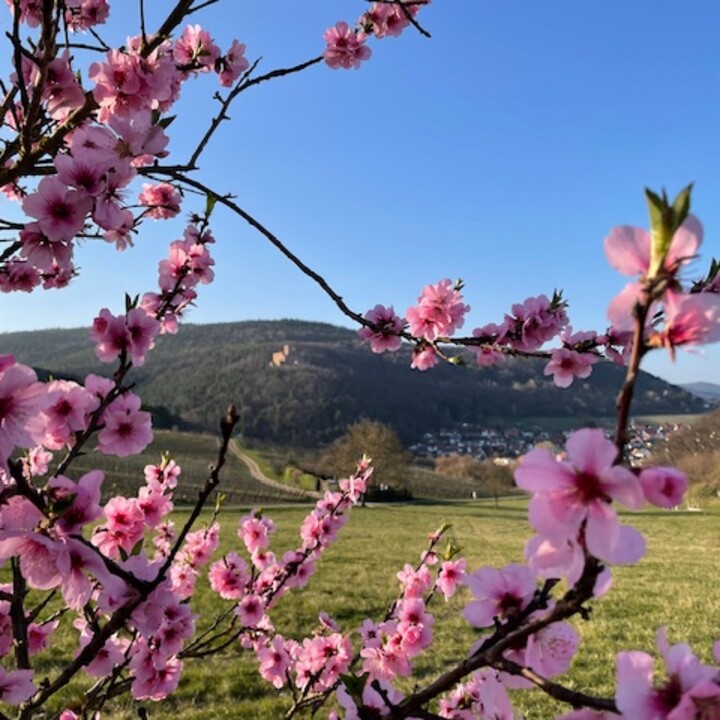 Mandelblüte Burg Landeck.jpg | © Maison Südpfalz