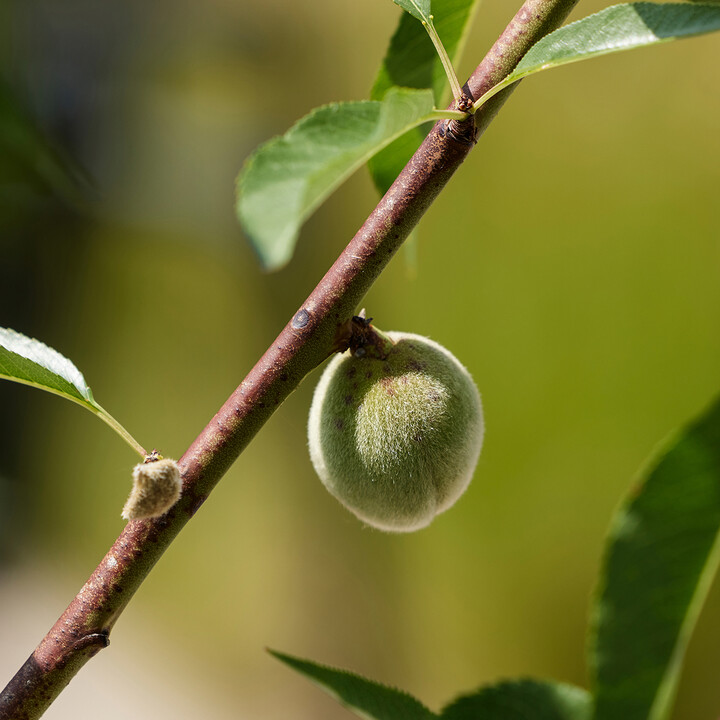 Mandel.jpg | © Maison Südpfalz