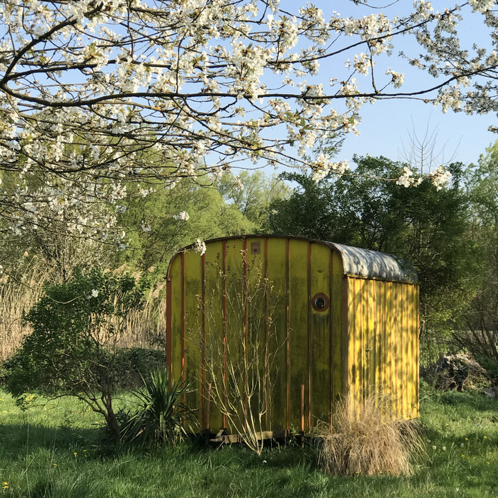 Kirschblüte | © Maison Südpfalz