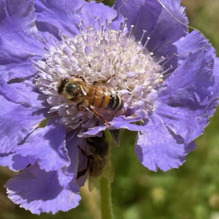 Kornblume.jpg | © Maison Südpfalz