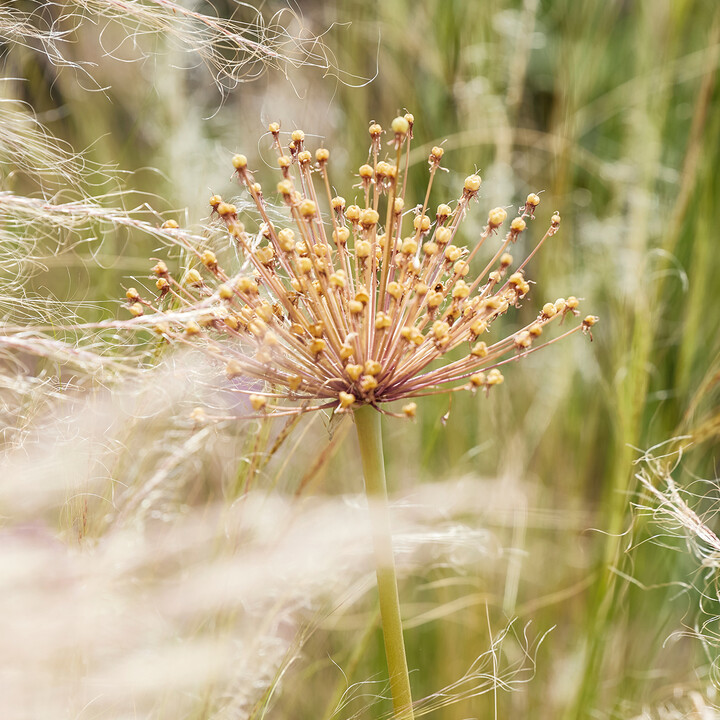 Alium verblüht.jpg | © Maison Südpfalz