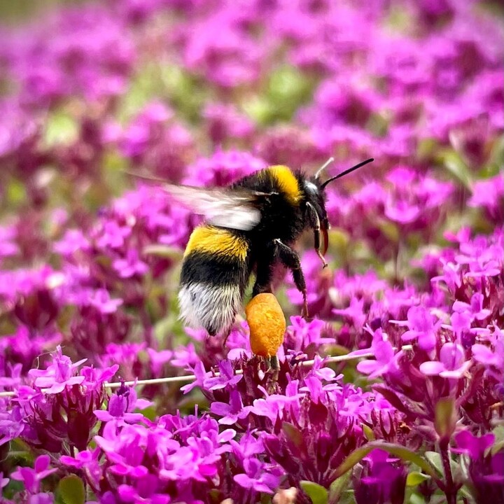 Hummel.JPG | © Maison Südpfalz