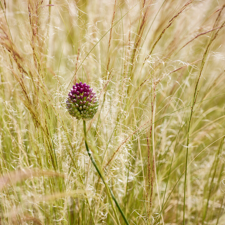 Alium Blüte.jpg | © Maison Südpfalz
