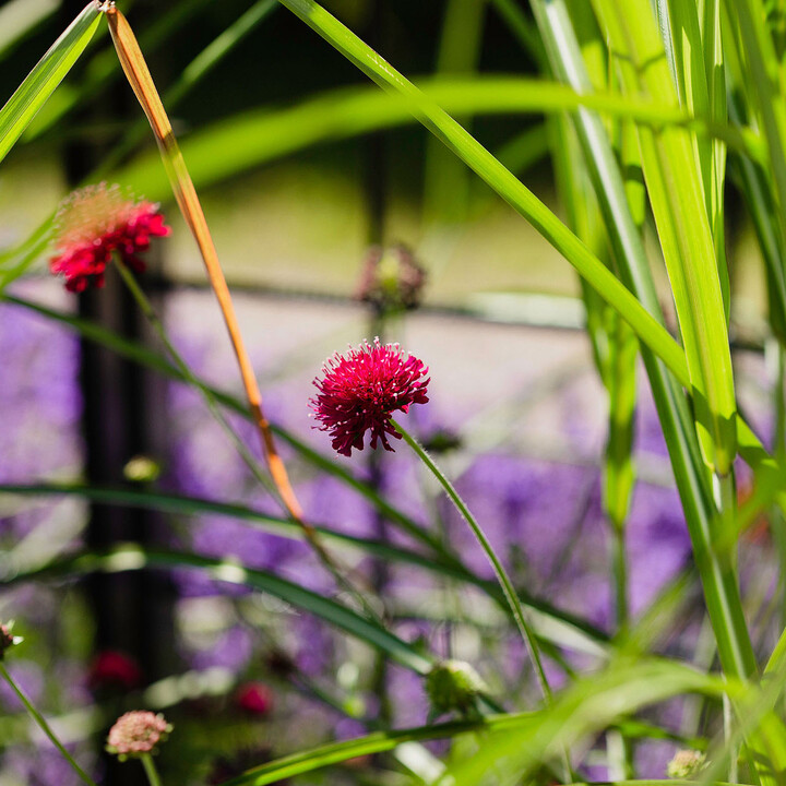 Garten mit Blutströpfchen.JPG | © Maison Südpfalz